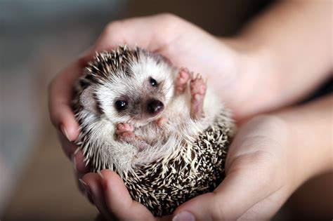 The Fundamentals of Caring for a Hedgehog