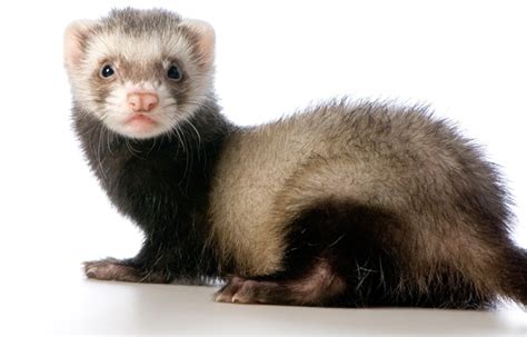 The Fundamentals of Ferret Care