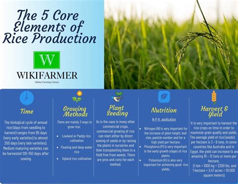 The Fundamentals of Rice Cultivation: Grasping the Prerequisites