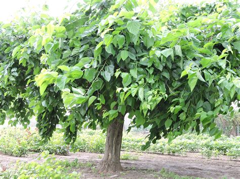 The Future of Mulberry Trees: Preservation Efforts and Challenges Towards Sustainability