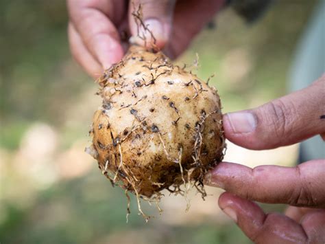 The Future of Yam Mashing: Contemporary Twists and Innovations