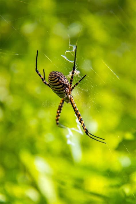 The Garden Spider's Fascinating Hunting Techniques