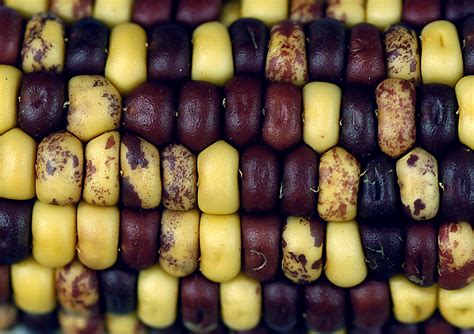 The Genetic Diversity of Maize: Nature's Gift to Researchers