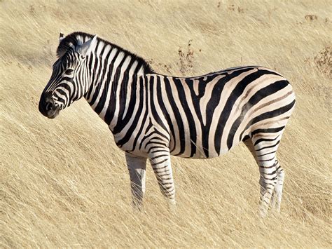 The Genetic Marvel: Understanding the Roseate Hue of Zebras