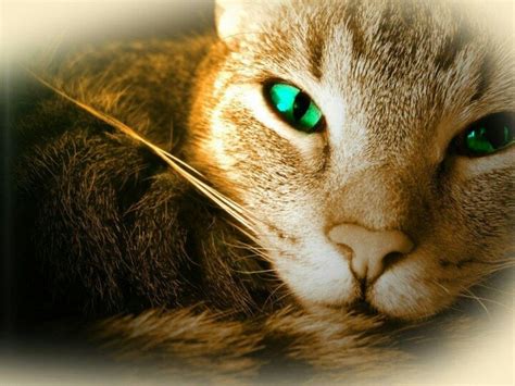 The Genetics behind Emerald-Clad Eyes in Feline Companions