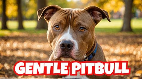 The Gentle Giants: Understanding the Sensitivity of Pitbulls