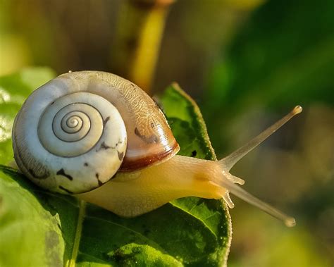 The Giant Snail's Habitat: A Window into Its World