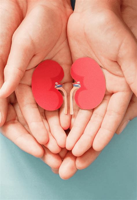 The Gift of Life: Exploring the Impact of Kidney Donations