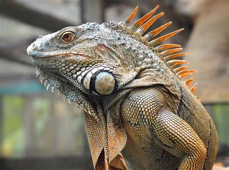 The Gigantic Yet Graceful: Understanding the Physiology of Colossal Iguanas