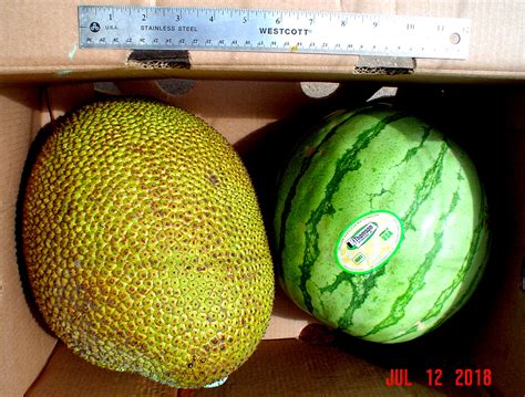 The Global Phenomenon: Massive Fruits across Various Cultures