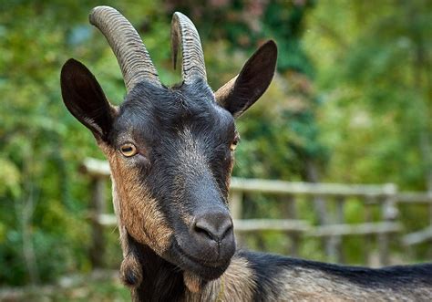 The Goat as a Symbol of Masculinity and Vitality