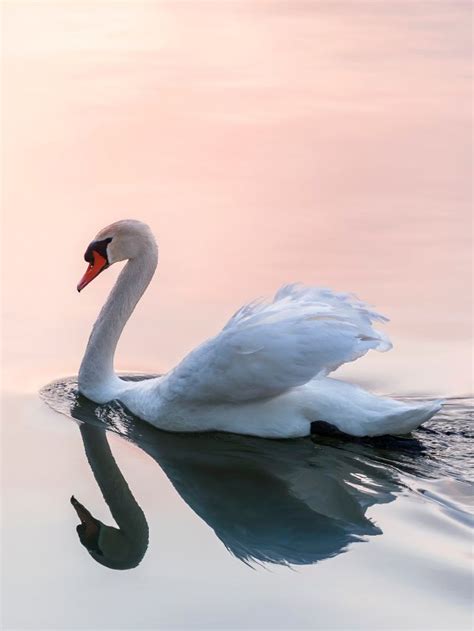 The Gracefulness of Young Swans: Significance in Symbolism