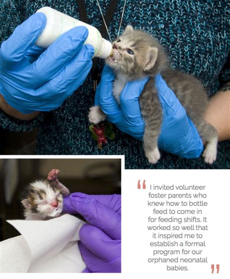 The Gratifying and Demanding Aspects of Nurturing Foster Newborn Kittens