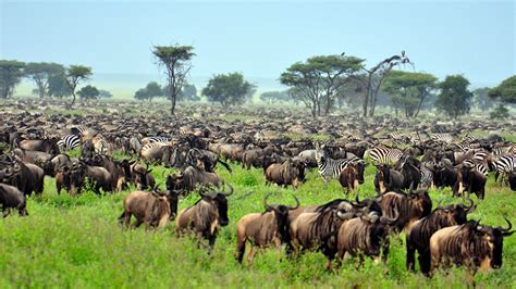 The Great Migration: Witnessing Nature's Spectacular Phenomenon