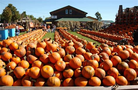 The Great Pumpkin Festival: Embracing the Season with Style