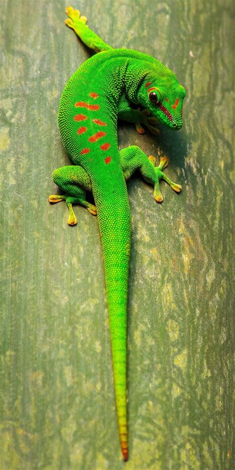 The Green Gecko: A Creature of Mystery and Intrigue