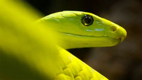 The Green Mamba: A Lethal Elegance