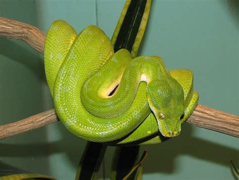 The Green Tree Snake: Exquisite and Perilous