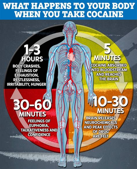 The Harmful Effects: Cocaine's Impact on Health