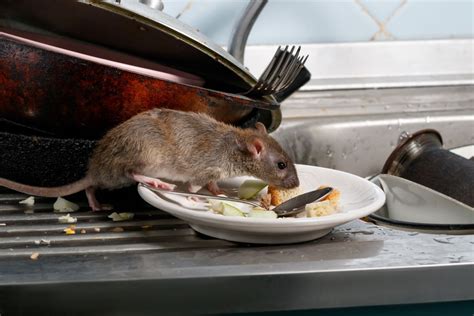 The Hazards of Mouse Infestations: Health Implications and Property Destruction