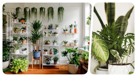 The Healing Benefits of Indoor Plants: Enhancing Your Well-being with Greenery