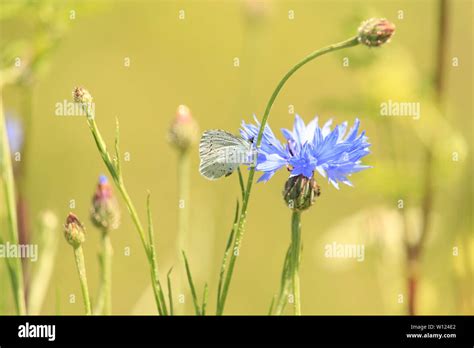 The Healing Effects of Connecting with the Natural World Through Collecting Blooms