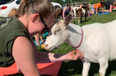 The Healing Potential of Goat-Assisted Therapy