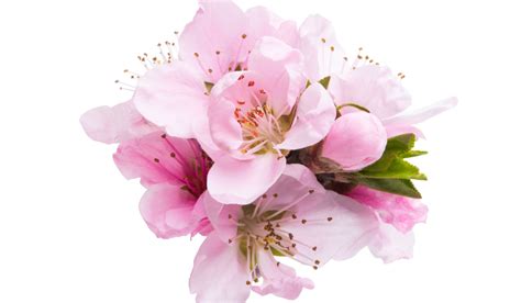 The Healing Properties of the Sublime Blush Blossom