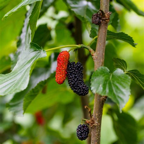 The Healing and Nurturing Energy of Mulberry Trees in Dreamscapes