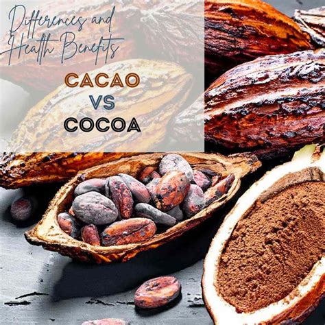 The Health Benefits of Indulging in the Richness of Cocoa: Unraveling Truths and Myths