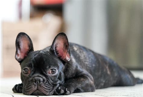 The Health Concerns of French Bulldogs: Navigating Potential Issues