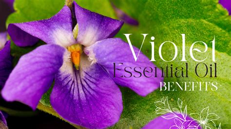 The Health and Fragrance Benefits of Violet Flowers