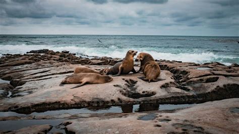 The Hidden Connection: Humans and Sea Lions