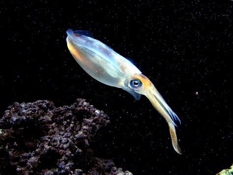 The Hidden Lives of Squid: Revealing Their Behavior and Communication