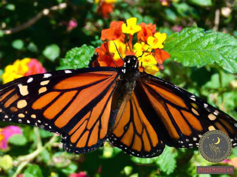 The Hidden Meaning of Butterflies: Decoding Their Symbolic Significance