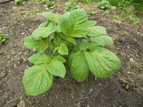 The Hidden Meanings Behind Potato Foliage