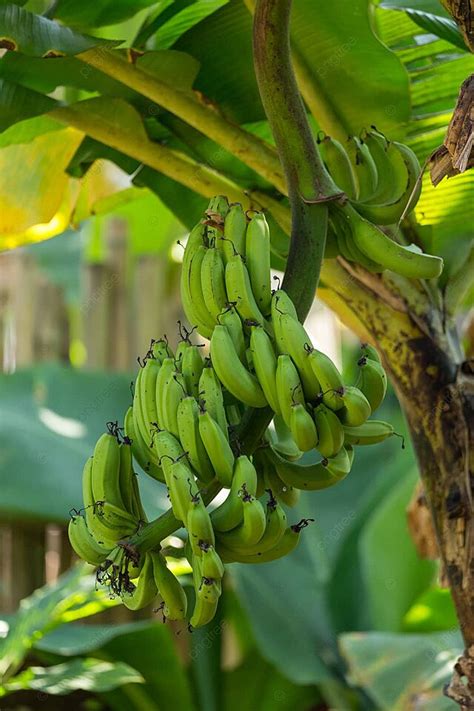 The Hidden Meanings Behind the Enigmatic Dream of a Cluster of Verdant Bananas