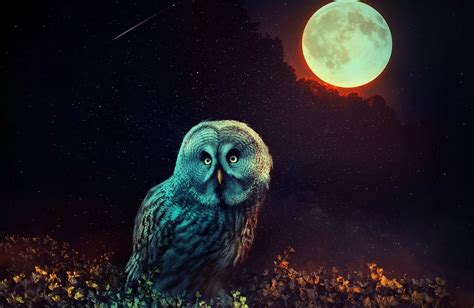 The Hidden Meanings of Owls in Dreams