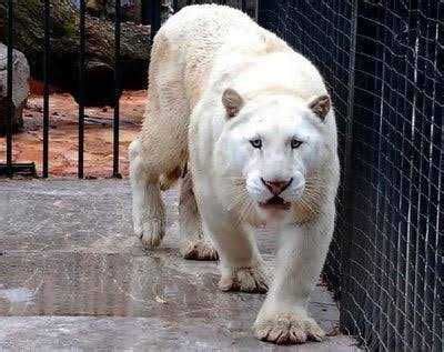 The Hidden Significance Behind Confronting a Majestic Albino Panther