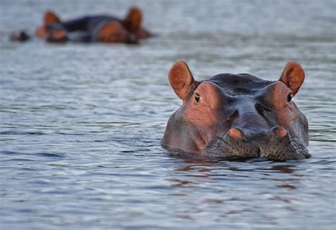 The Hidden Significance of Encountering a Hippo in Aquatic Surroundings