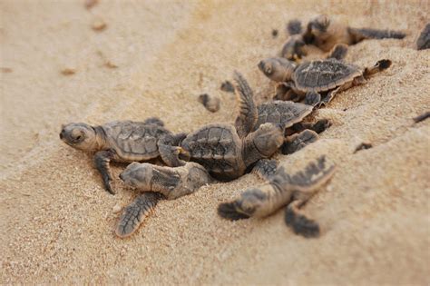 The Hidden World: Unveiling the Mystery of Sea Turtle Nests