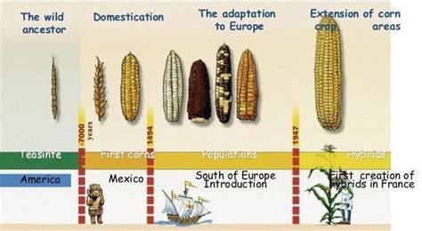 The Historical Origins and Evolution of Maize