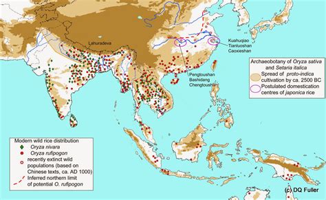 The Historical Origins of Rice in Asian Cultures