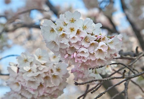 The Historical Significance of Blossom-Filled Trees throughout the Ages