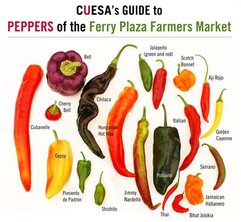 The Historical Significance of Capsicum in Various Cultures