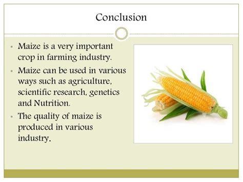 The Historical Significance of Maize