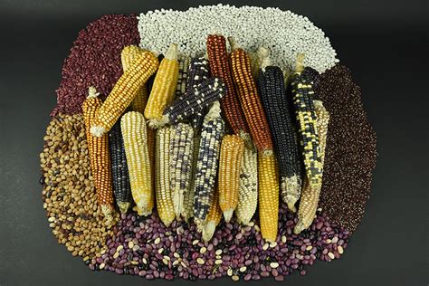 The Historical Significance of Maize in the Indigenous Cultures of America