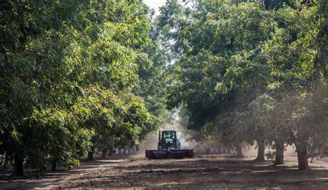 The Historical Significance of Pecan Trees in Native American Culture