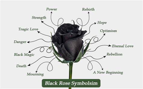 The Historical Significance of Roses: From Ancient Civilizations to Modern Culture