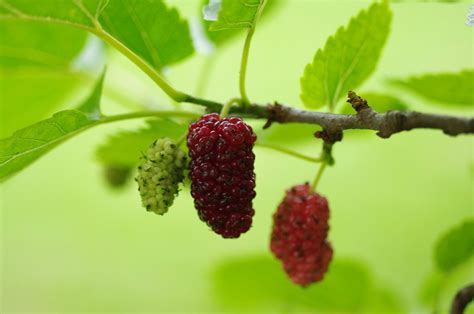 The Historical Significance of the Mulberry Tree in Dream Interpretation